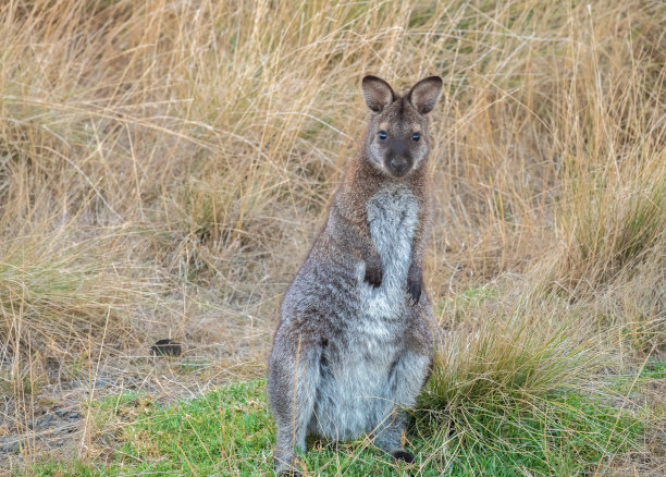 wallaroo