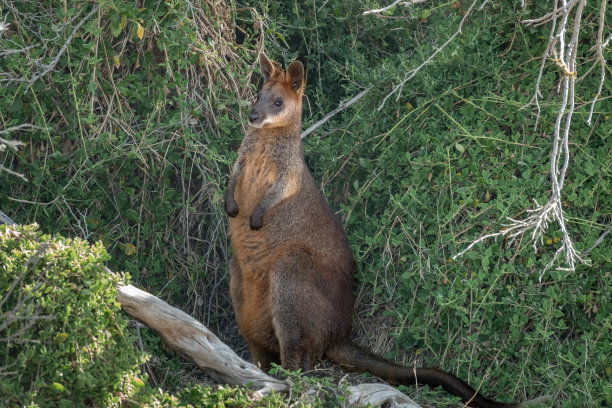 wallaroo