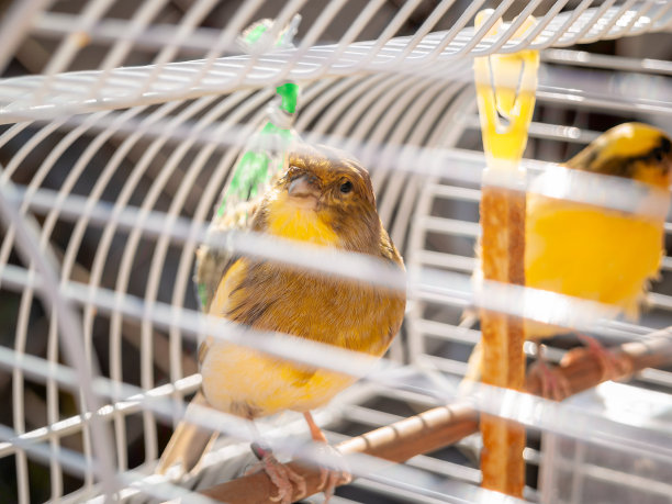 canary