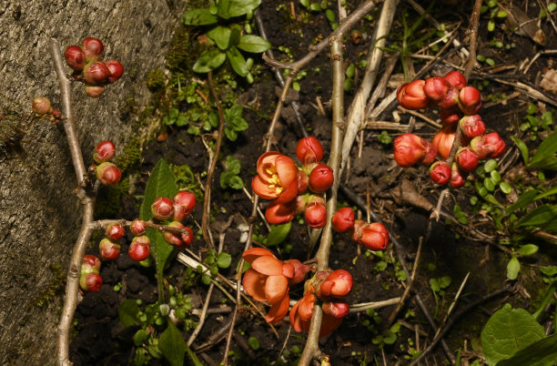 chaenomeles