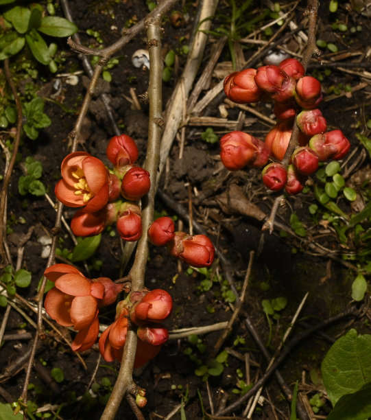 chaenomeles