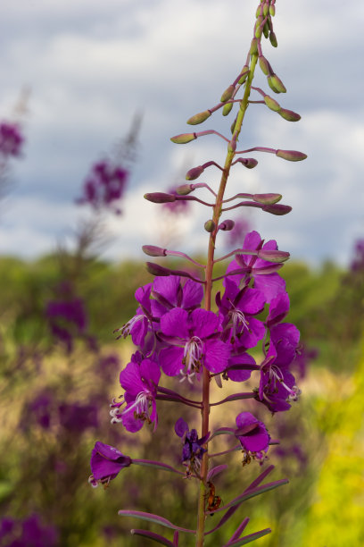 epilobium