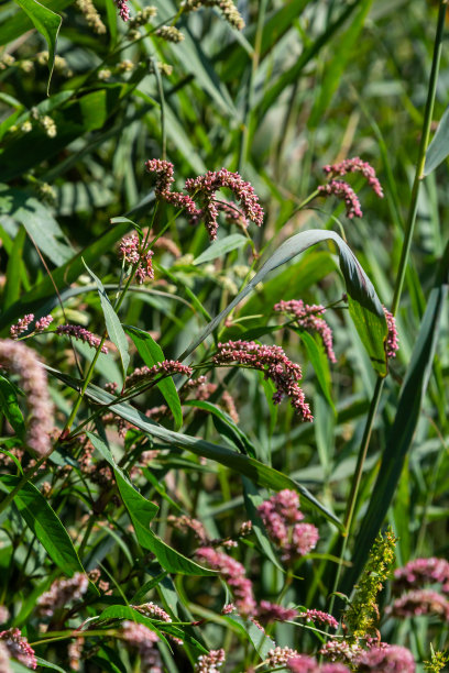 polygonum
