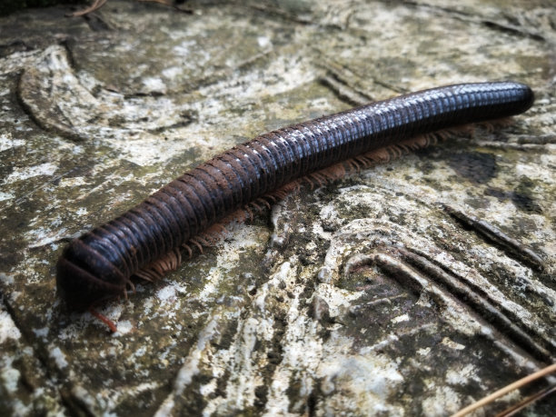 millipede