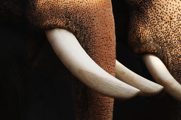 ivory