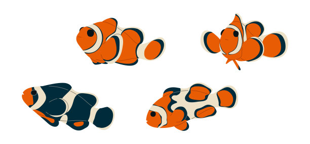 anemonefish