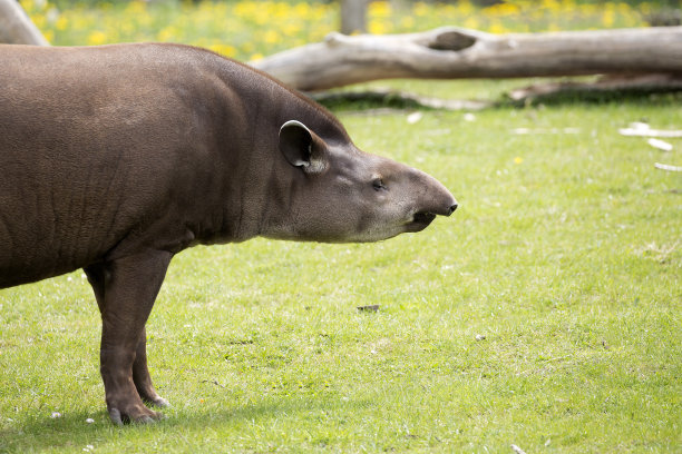 tapir