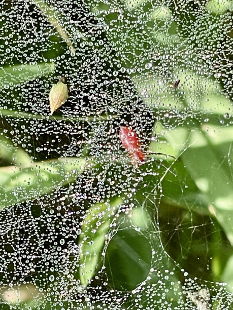 红web
