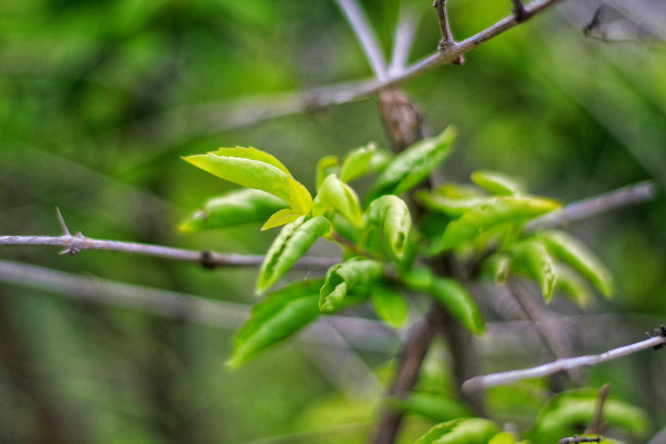twig