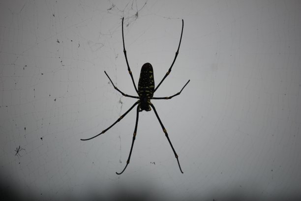 arachnid