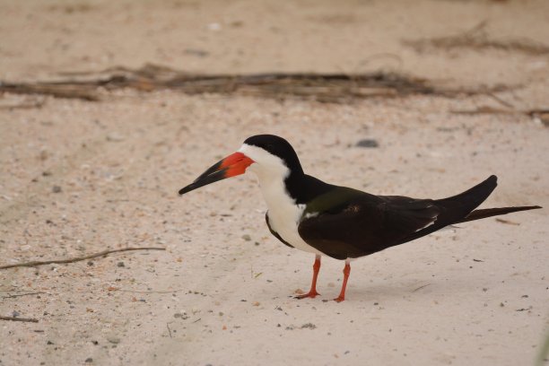 skimmer