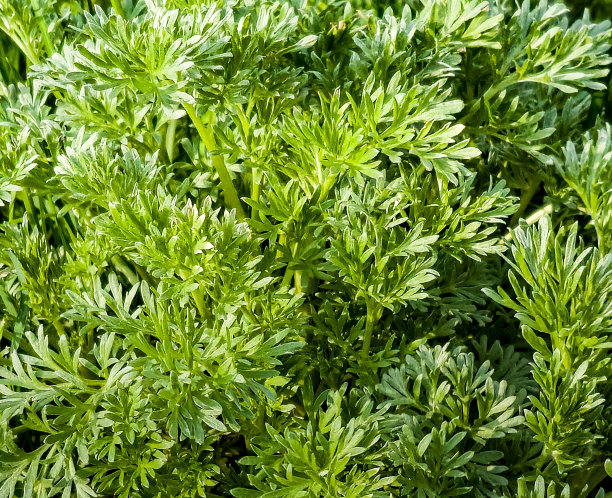 wormwood