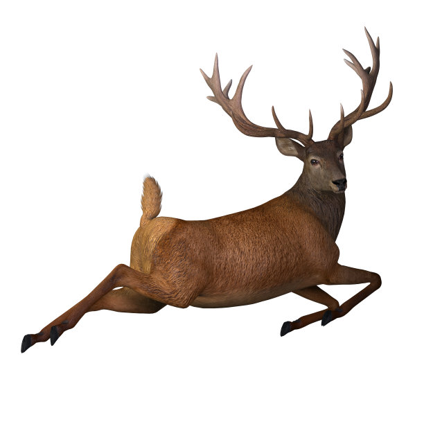deer