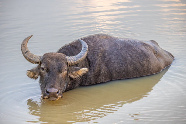 ox