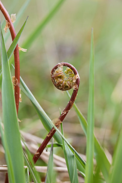 fiddlehead