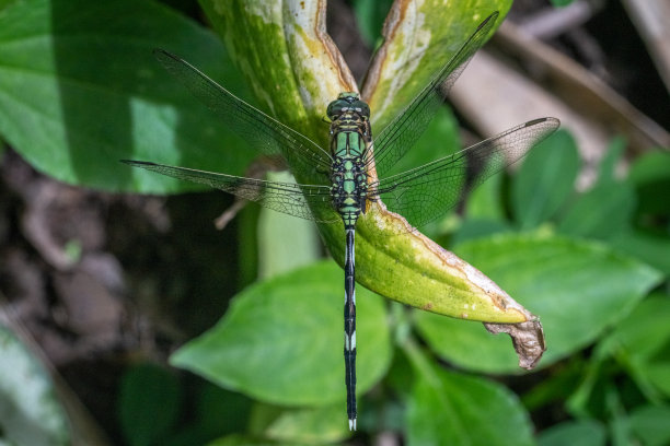发光眼睛生物特写