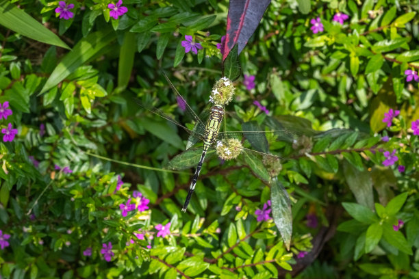 发光眼睛生物特写