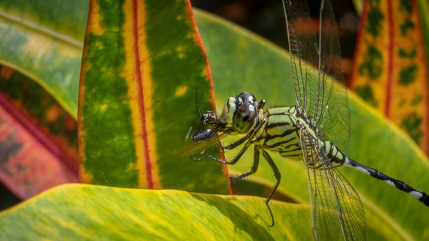 发光眼睛生物特写