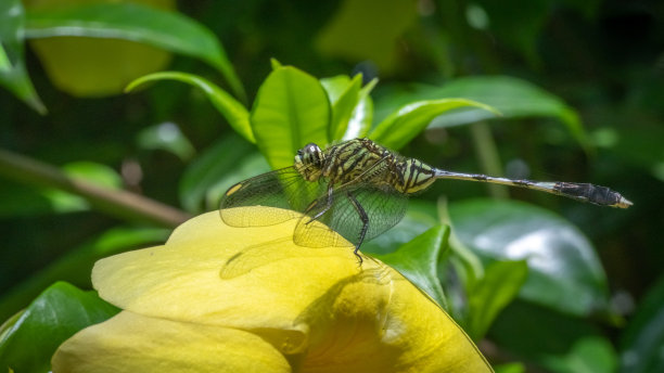发光眼睛生物特写