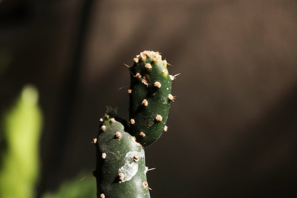 gymnocalycium