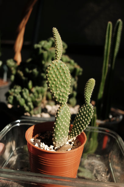 gymnocalycium