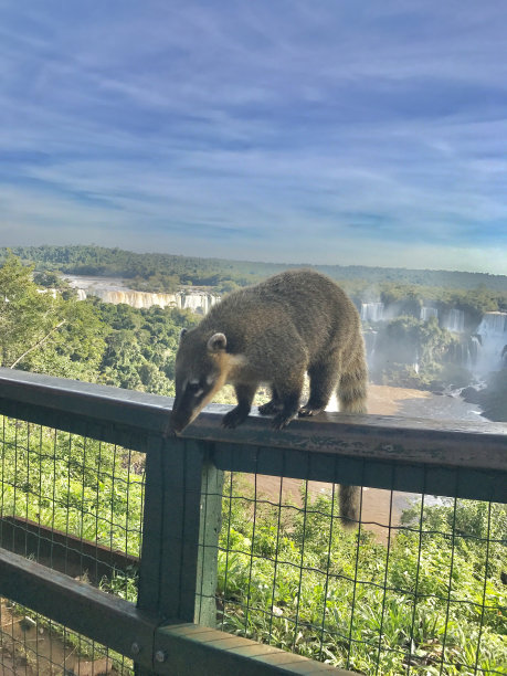 coatimundi