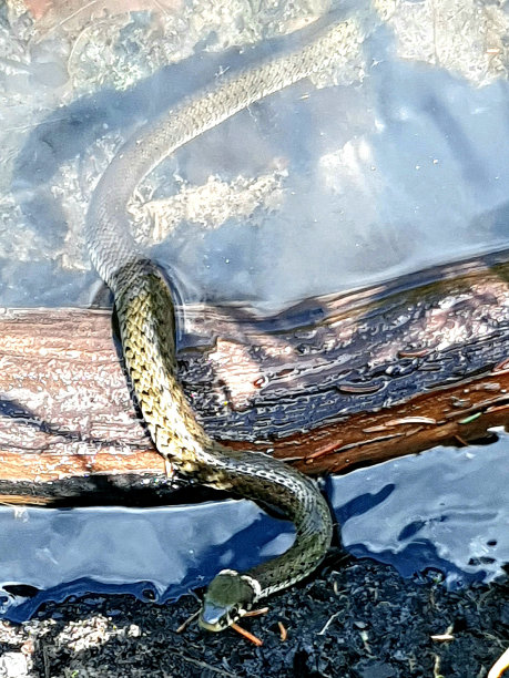 natrix