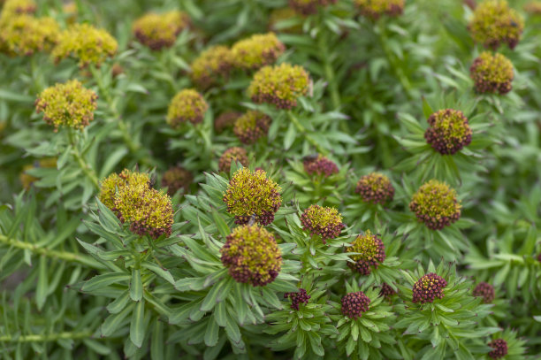 rhodiola