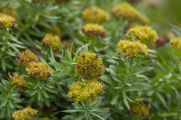 rhodiola