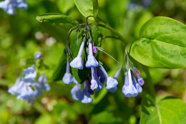 hyacinthoides