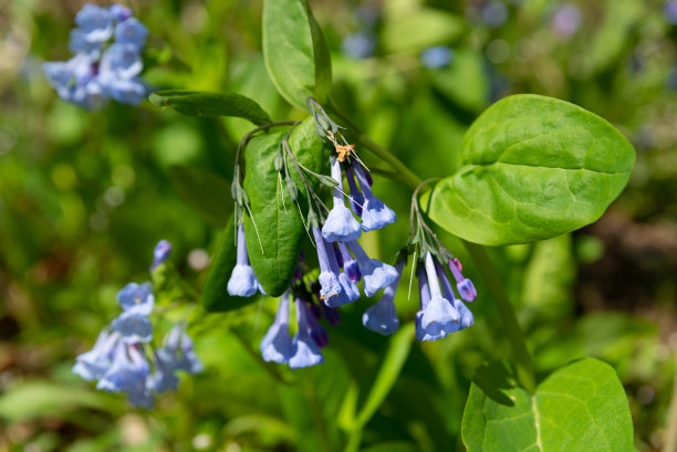 hyacinthoides