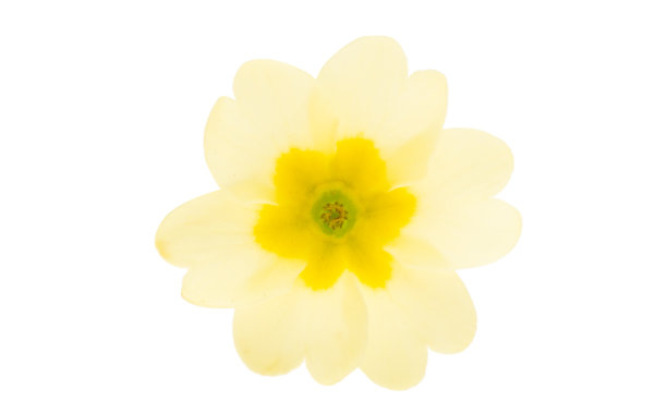 primula