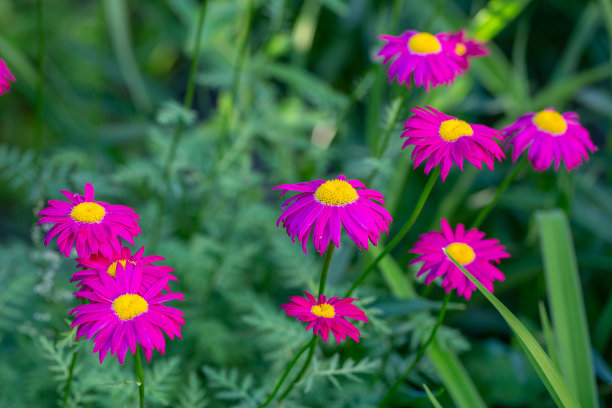 pyrethrum