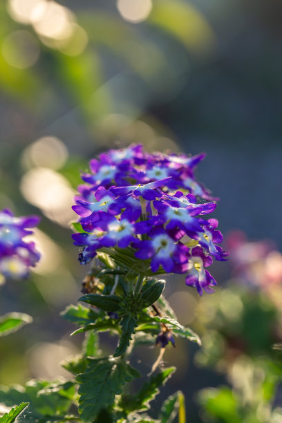verbena