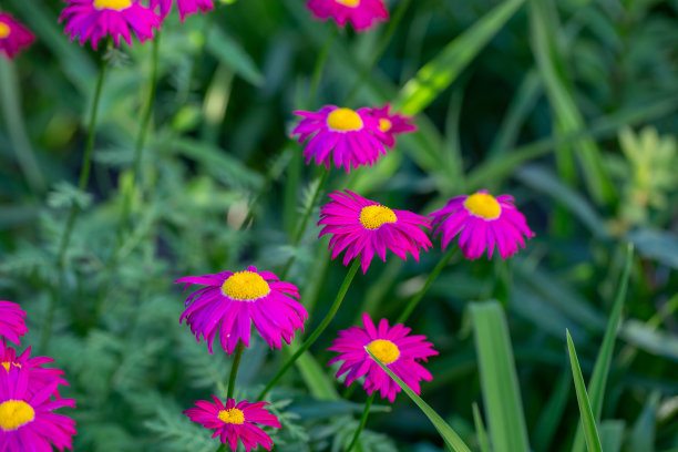 pyrethrum