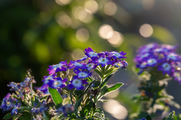 verbena