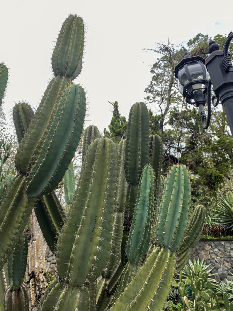 saguaro