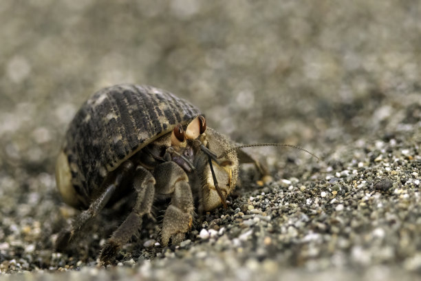 crustacean