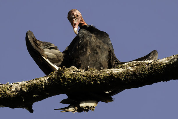 buzzard