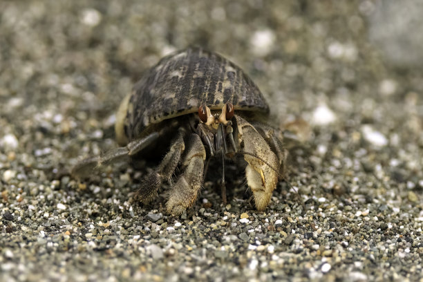 crustacean