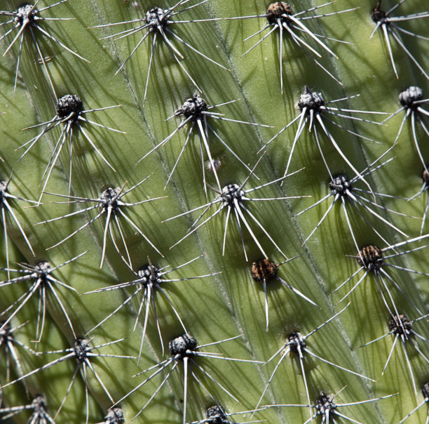 saguaro