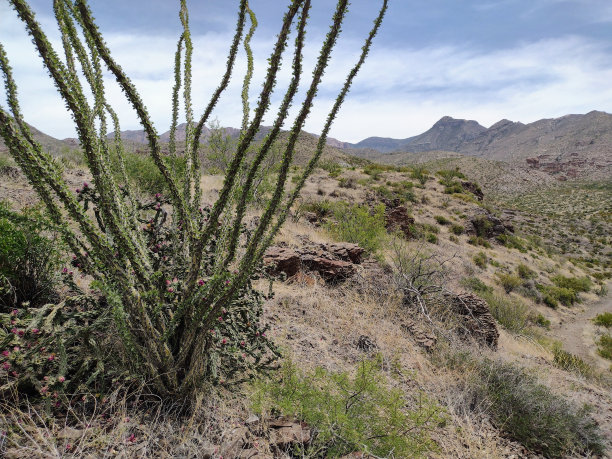ocotillo