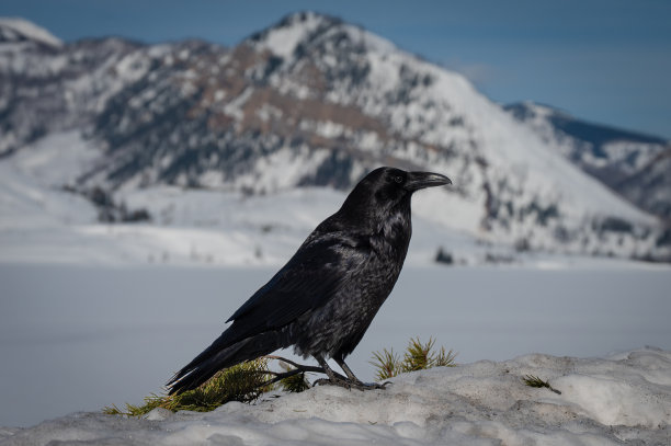 raven
