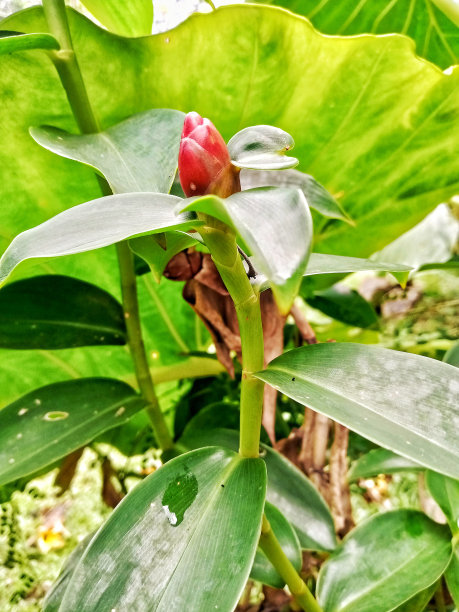 costus