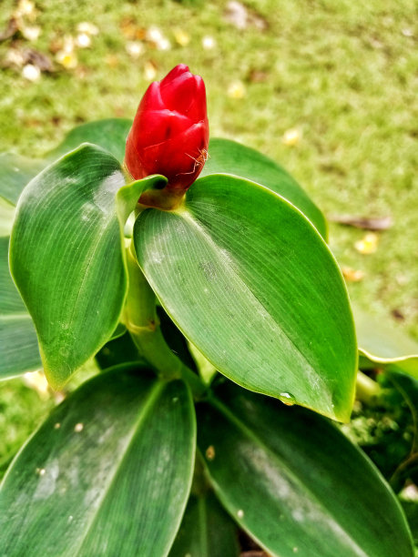 costus