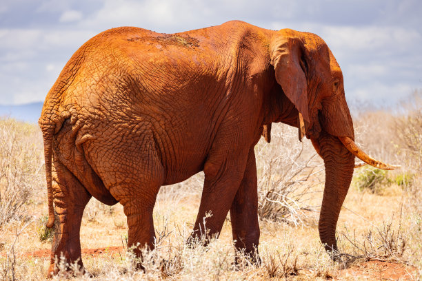 pachyderm