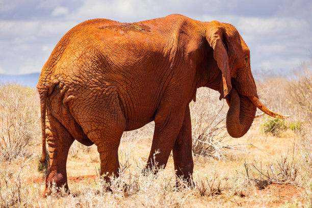 pachyderm