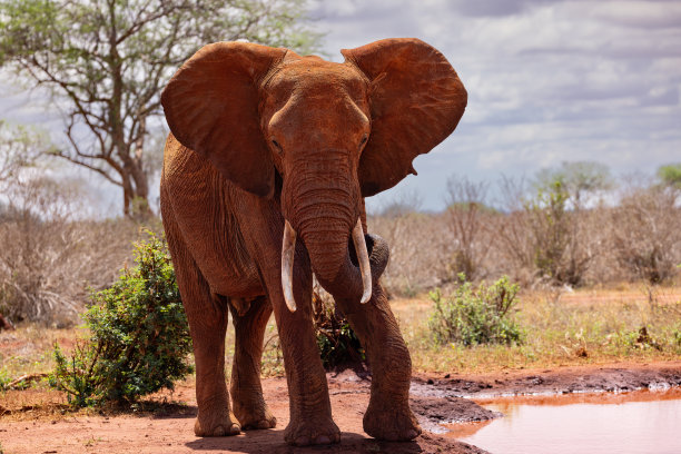 pachyderm