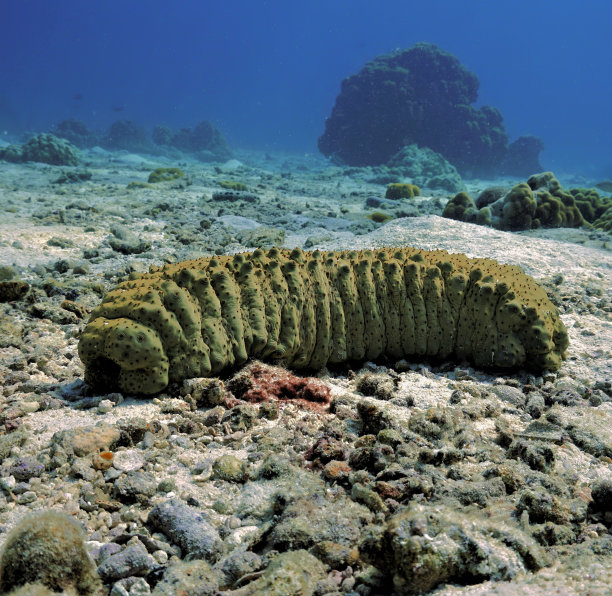 奇特美丽的海底珊瑚世界