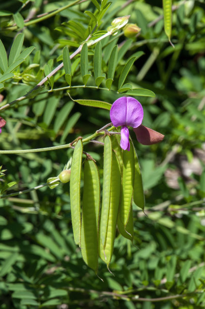 legume